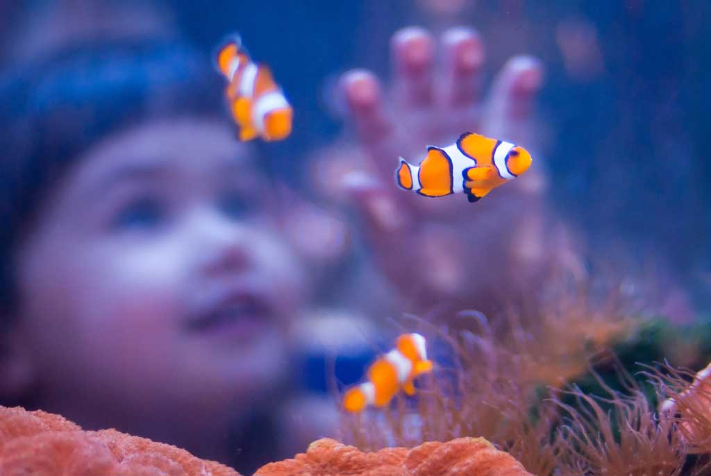 DeZoos acuario pez payaso Clownfish child